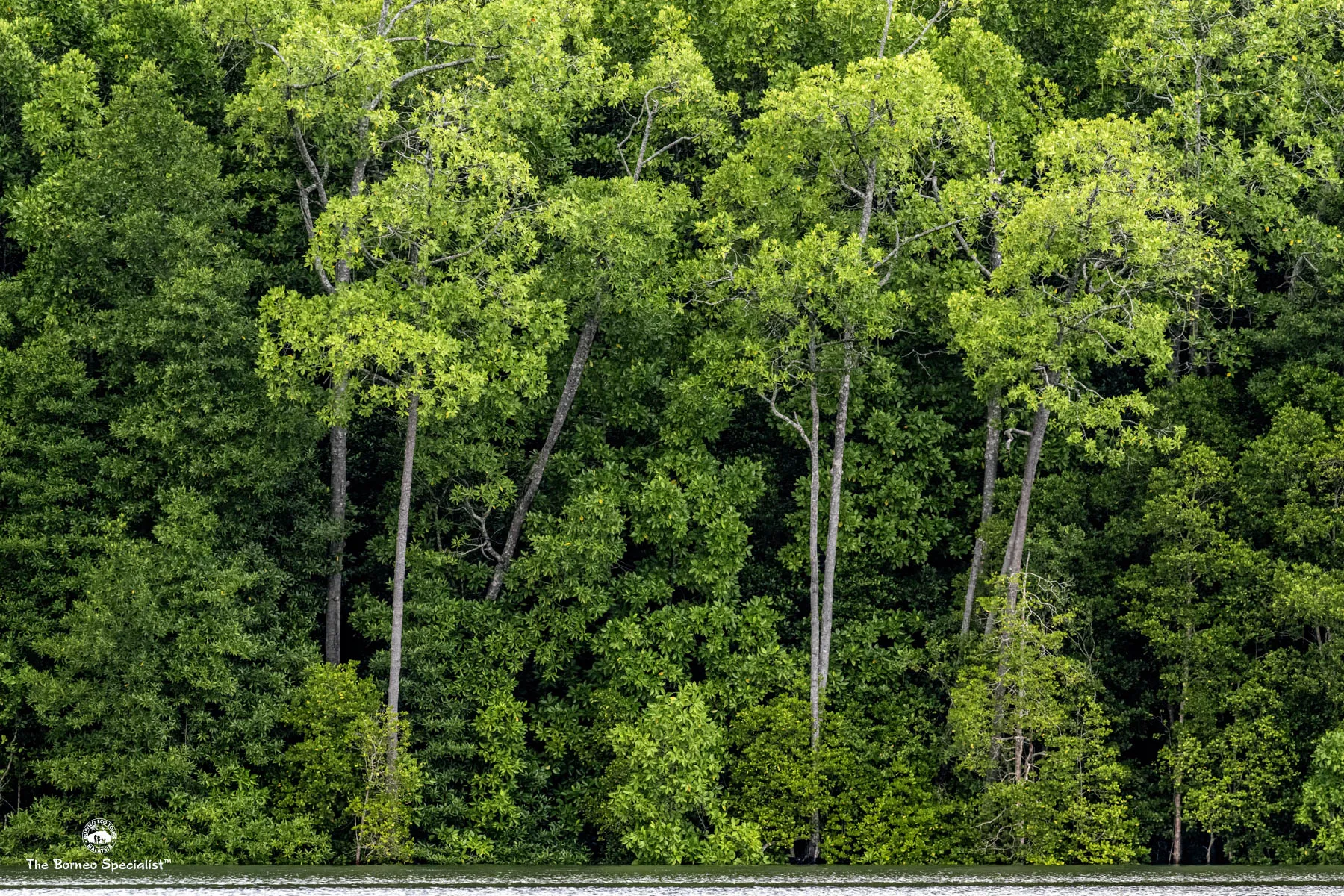 Mangrove forest