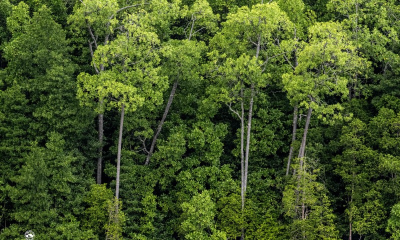 Trek Pristine Jungles