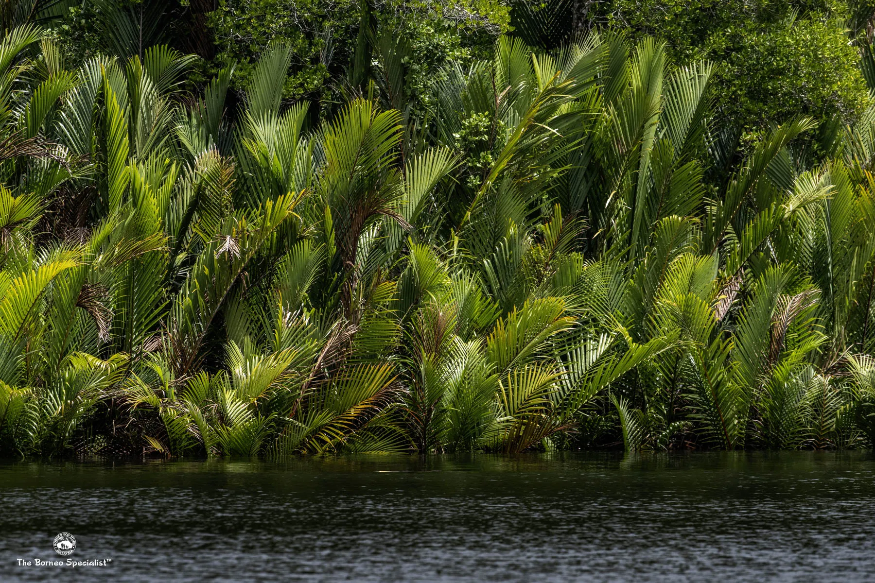 Nipah Palm cruise