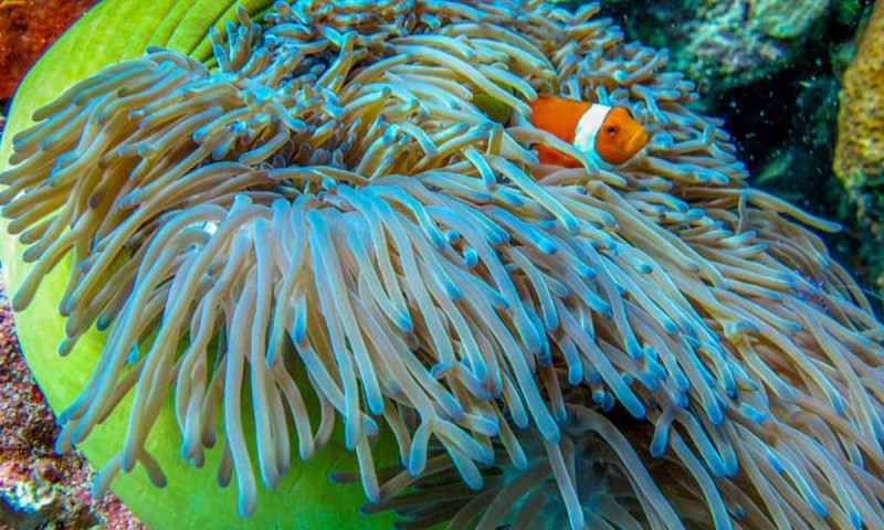 Snorkel in Azure Waters